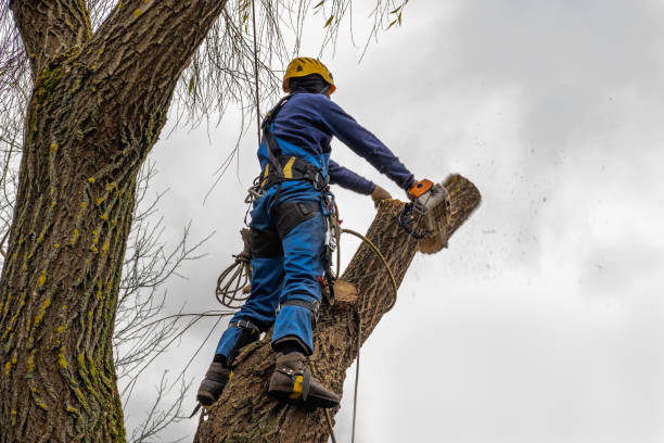 Best Leaf Removal Services  in Sheridan, WY